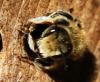 Megachile sp.